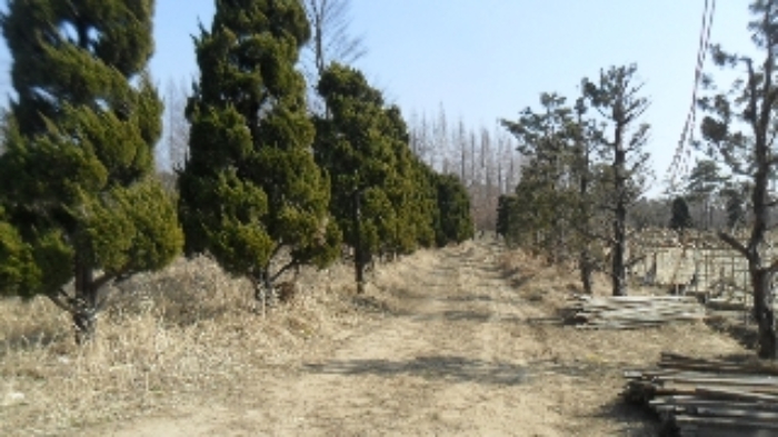 [목록 6] 도로 및 측백나무 등 모습