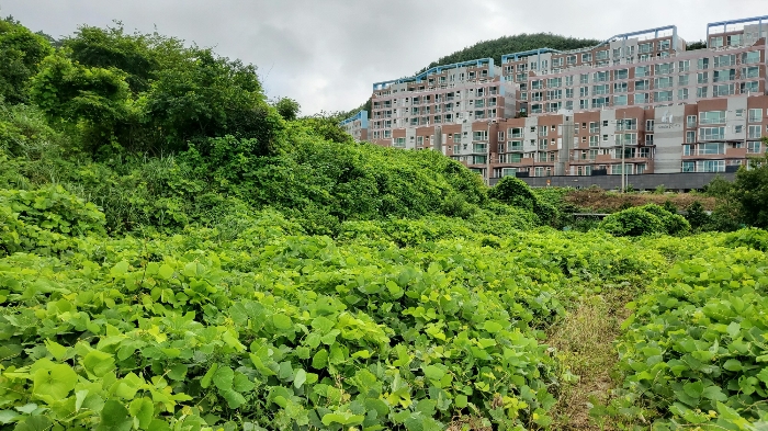 [ 본건 전경