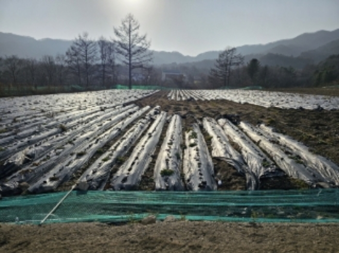 기호 3번 근거리에서 촬영한 것임