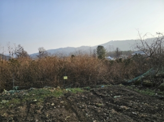 기호 6번 근거리에서 촬영한 것임