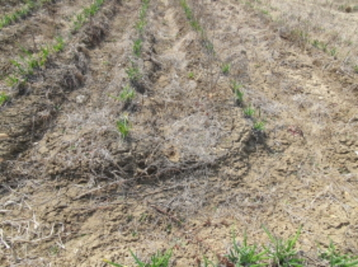 목록 1.부동산에 재배된 농작물(3)