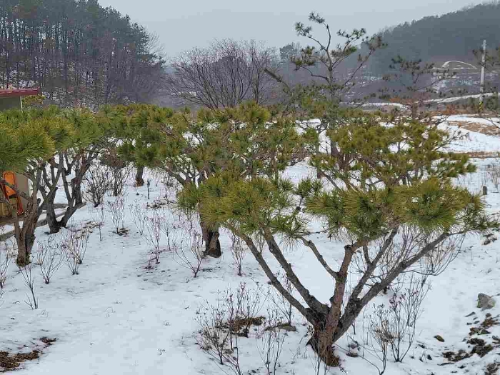 제시 목록 1 부동산(제시 외 수목)