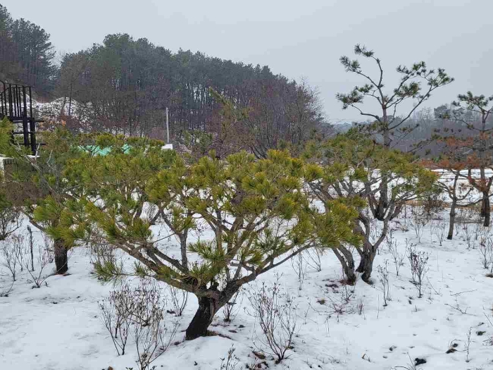 제시 목록 1 부동산(제시 외 수목)