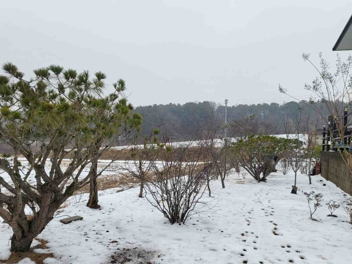 제시 목록 1 부동산(제시 외 수목)