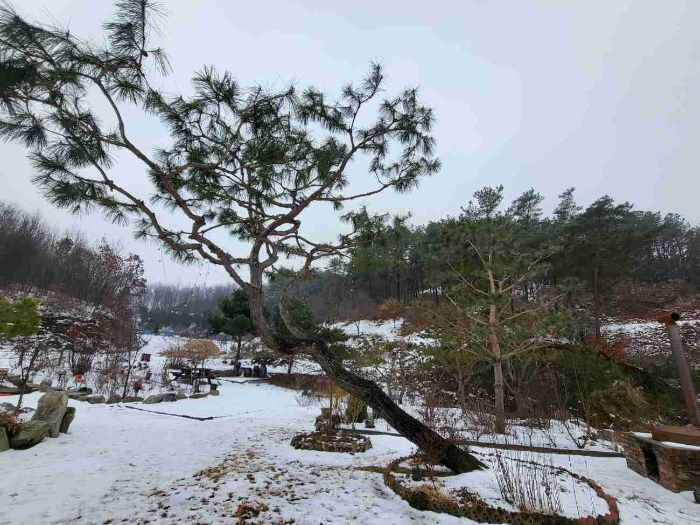 제시 목록 1 부동산(제시 외 수목)