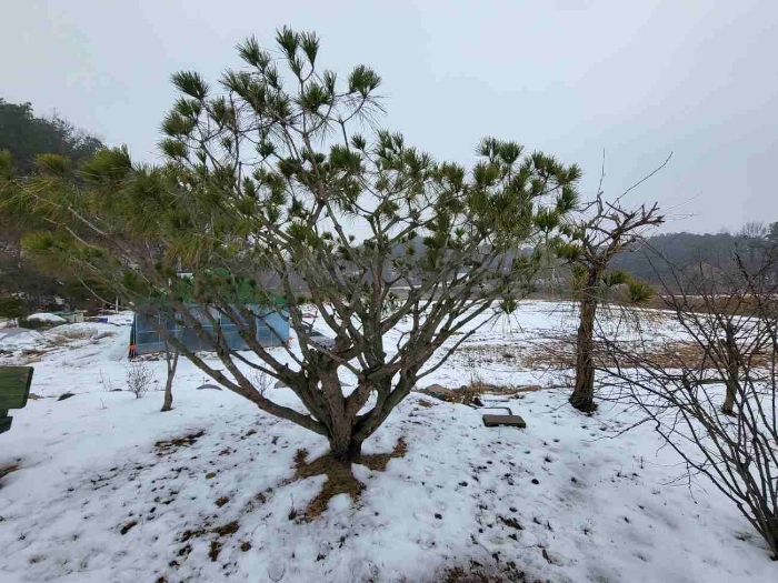 제시 목록 1 부동산(제시 외 수목)