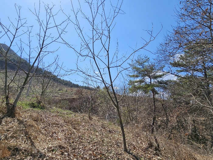 기호2, 제시외수목 전경