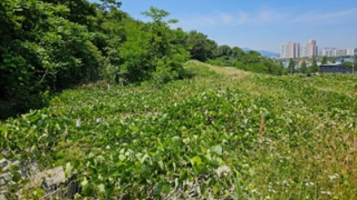5번 부동산 지상 건축터(시멘트 바닥) 2곳이 있는 모습