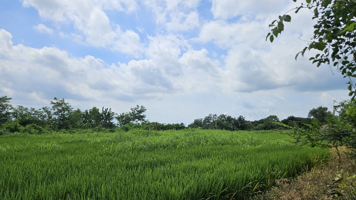 본건 토지 기호2)