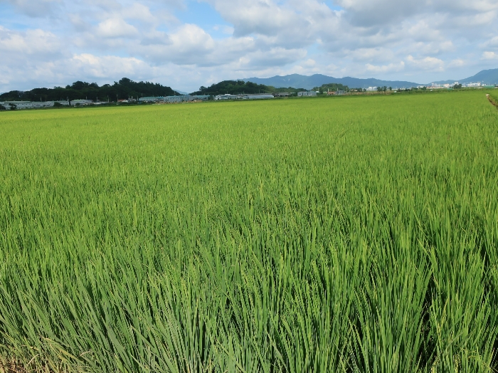 본건 및 주변 전경(2)