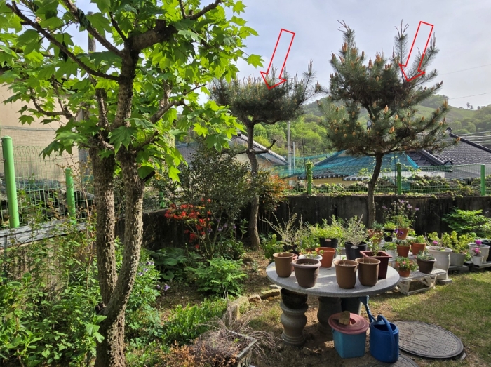 정원수 (소나무)