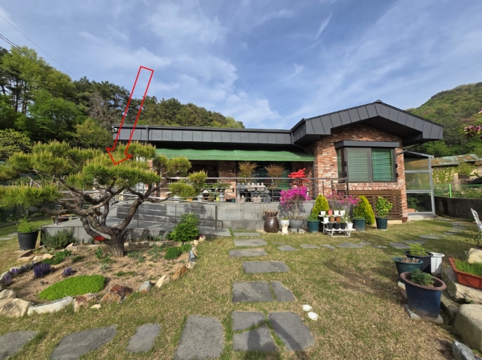 정원수 (소나무)