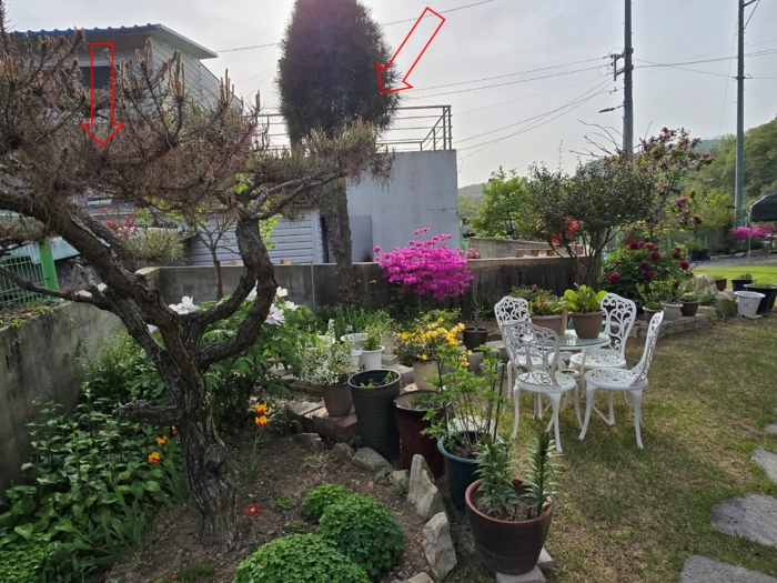 정원수 (소나무, 금송)