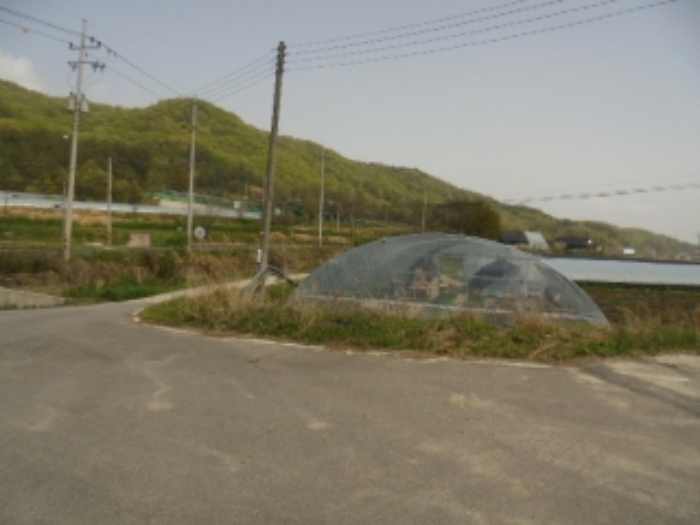 기호(2)전경 및 타인 소유 제시외 비닐하우스 전경