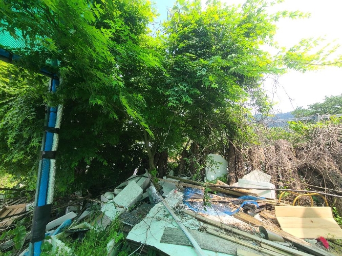 본 건 지상 수목