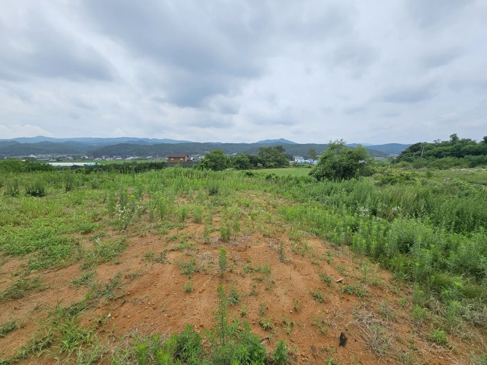 본건 기호 1) 일부 근경