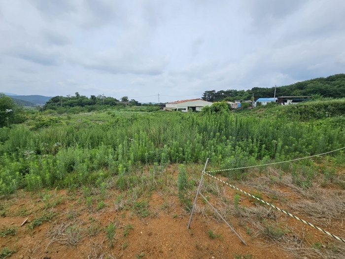 본건 기호 1) 일부 근경