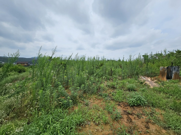 본건 기호 2) 일부 근경