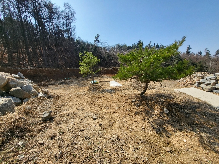 제시외수목 - 소나무(1)