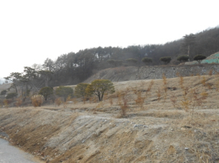 목록2번 관상수