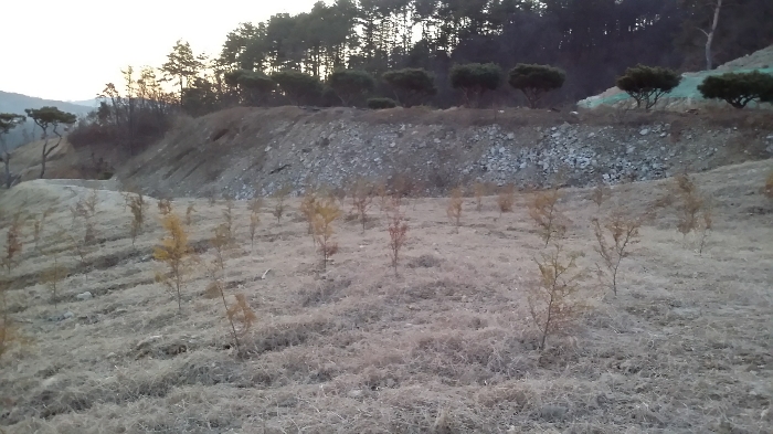 본건 동측 경계