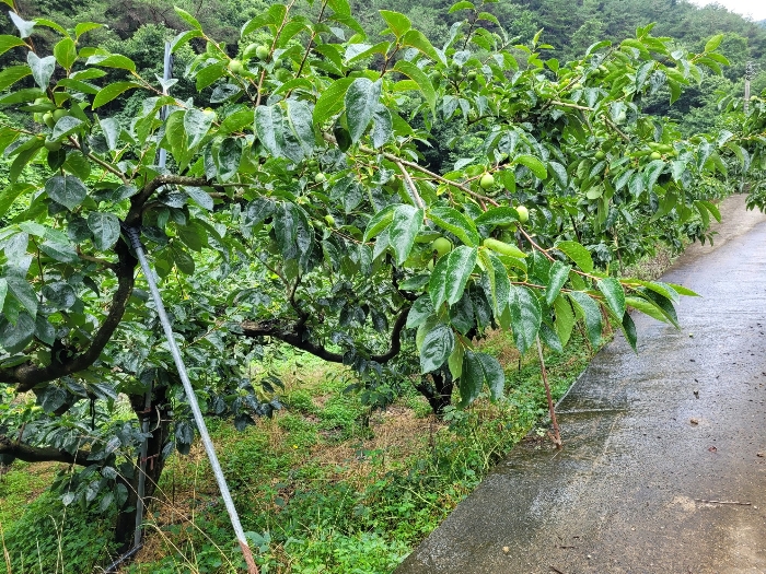 본건 및 제시외 수목 전경