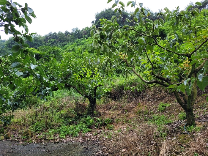 본건 및 제시외 수목 전경