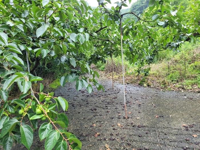 본건 및 제시외 수목 전경