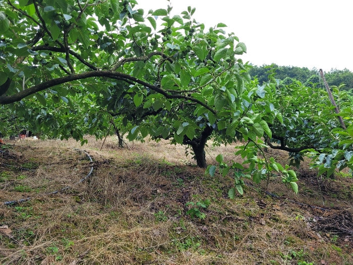 본건 및 제시외 수목 전경