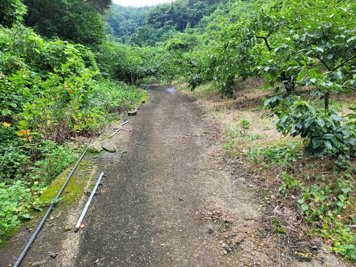 본건 및 제시외 수목 전경