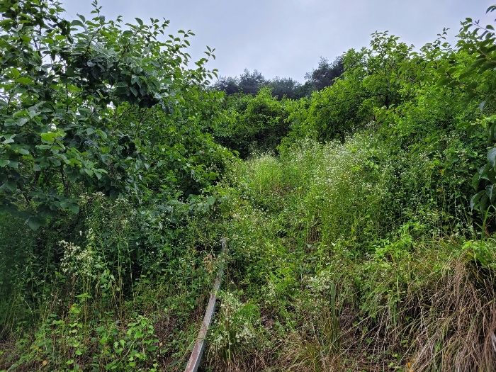 본건 및 제시외 수목 전경