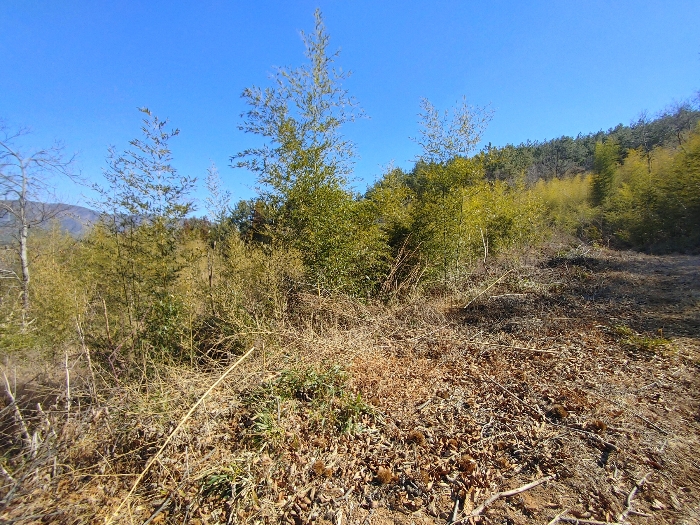 기호 29 토지전경