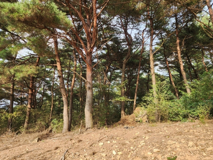 기호(11) 전경