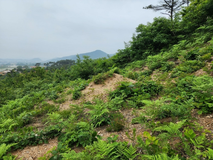 기호(4) 지상의 분묘 전경