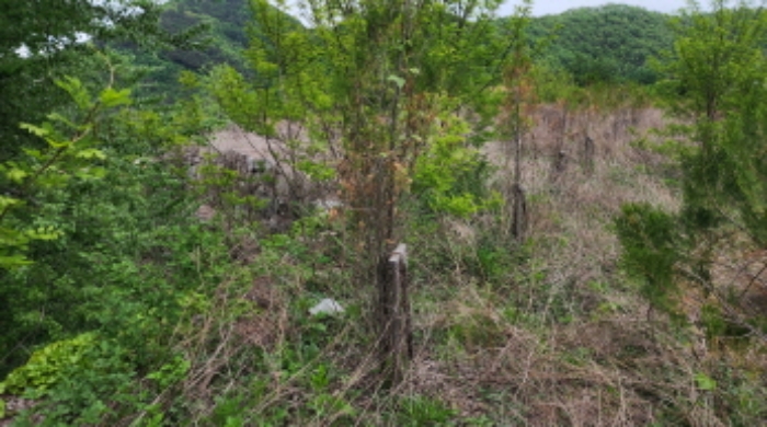 본건 3 전경 및 수목