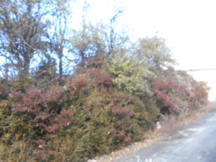 목록2 지상 제시외 수목 모습 (1)