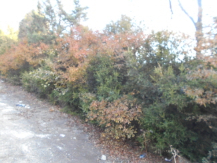 목록2 지상 제시외 수목 모습 (2)