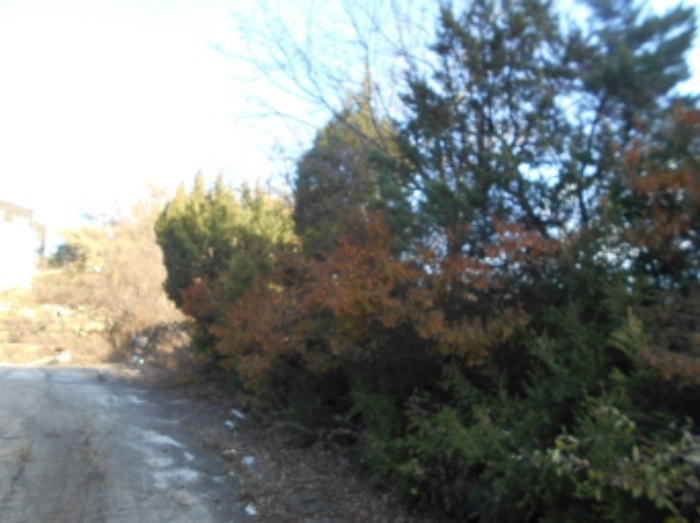 목록2 지상 제시외 수목 모습 (3)