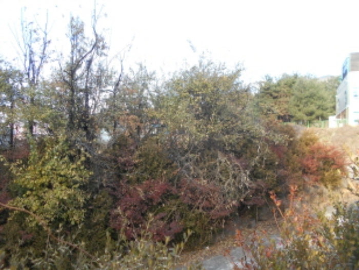 목록2 지상 제시외 수목 모습 (4)