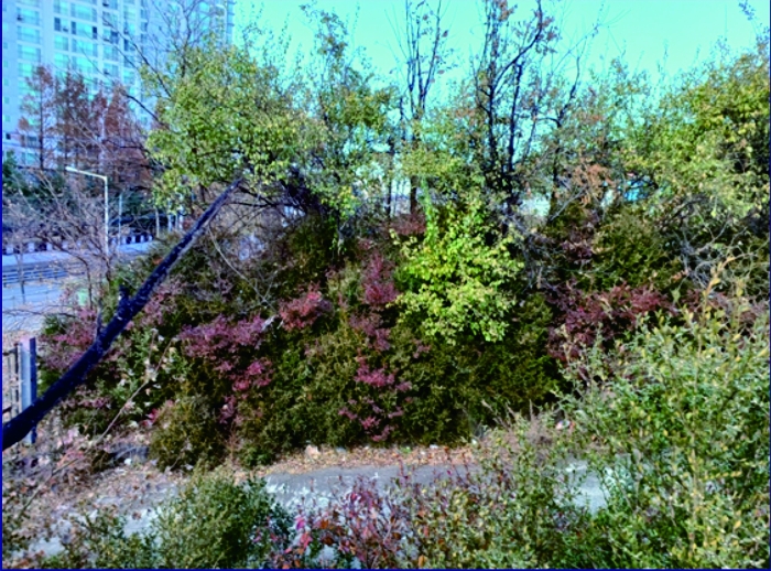 본건 (2) 토지상의 수목