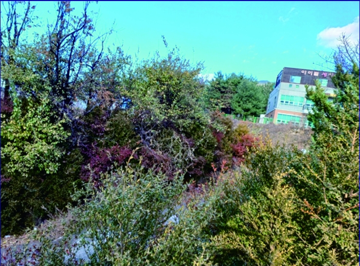 본건 (2) 토지상의 수목