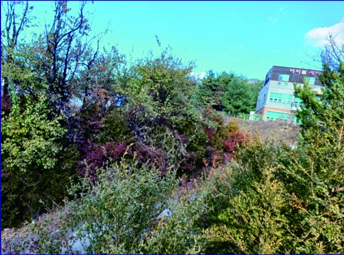 본건 (2) 토지상의 수목