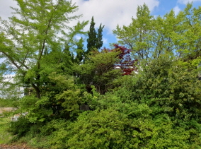 부동산표시 9번지상 조경수 전경