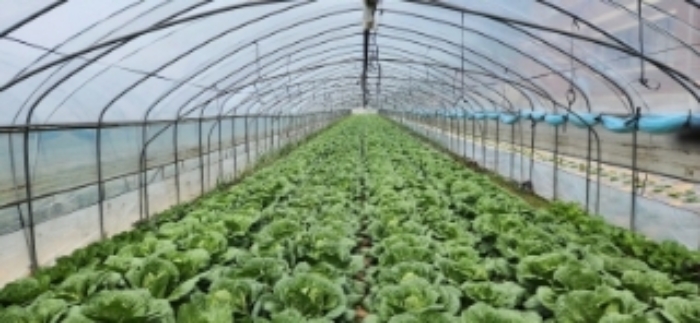 비닐하우스 내부