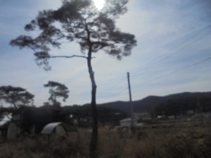 목적물 1번에 소나무(제시외)