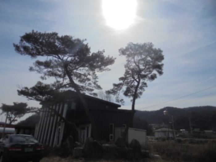 목적물 1번에 소나무(제시외)