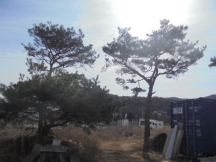 목적물 2번에 소나무(제시외)