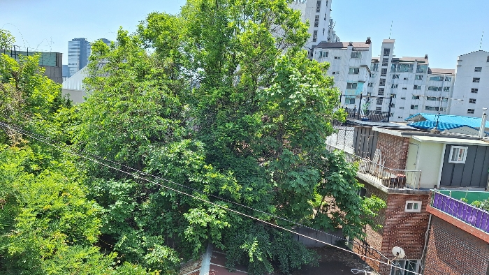 본건토지의 잡목등