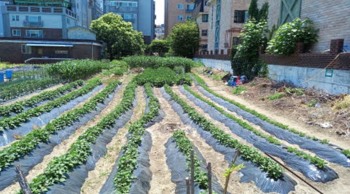 본건 토지 전경