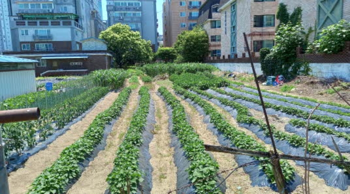 본건 토지 전경